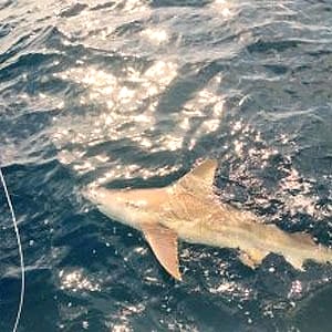 Shark release
